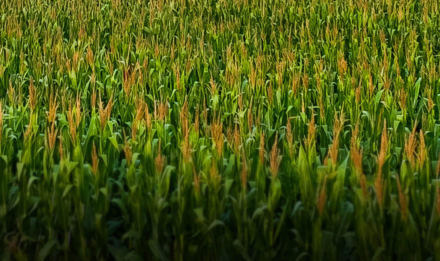 Detalle de un cultivo de maíz verde