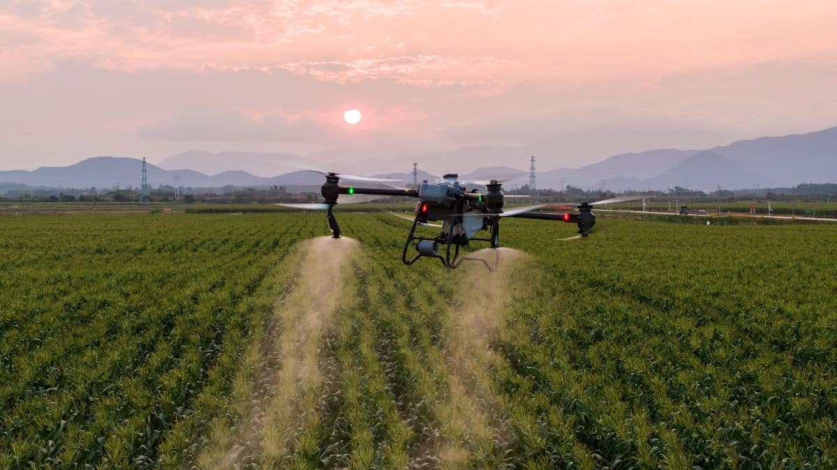 DJI AGRAS T50 aplicando sobre hileras de cultivo al atardecer