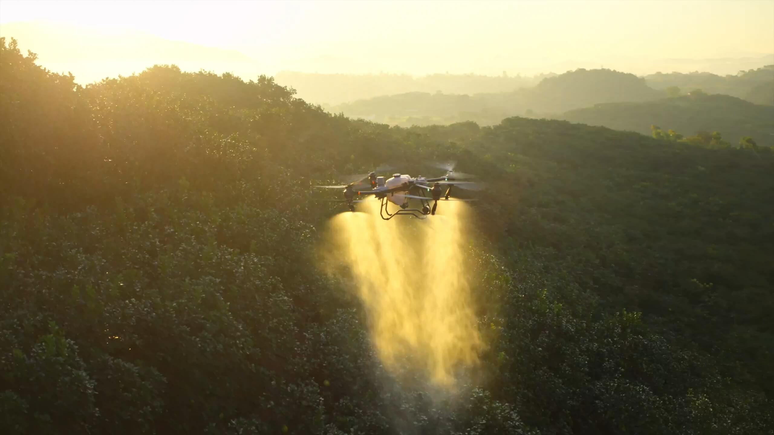 DJI AGRAS T50 en vuelo aplicando sobre un huerto al amanecer